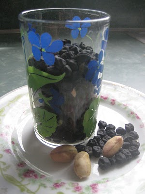 black garbanzo bean harvest