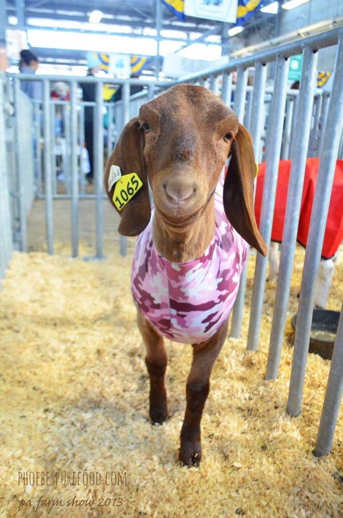 farm-show-goats - phoebes pure food 2013